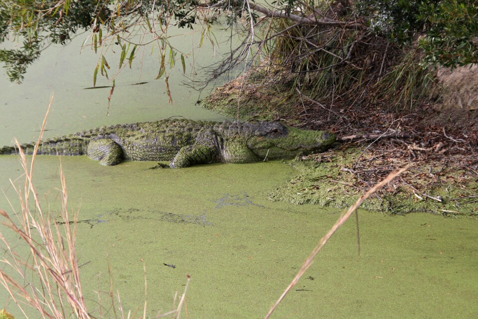 Wildlife predator green