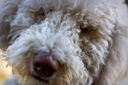 Lab pet canine