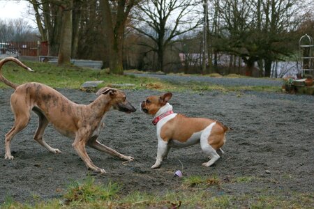 Galgo animate play
