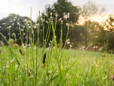 Grasses dew meadow