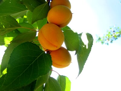 Apricot orange summer