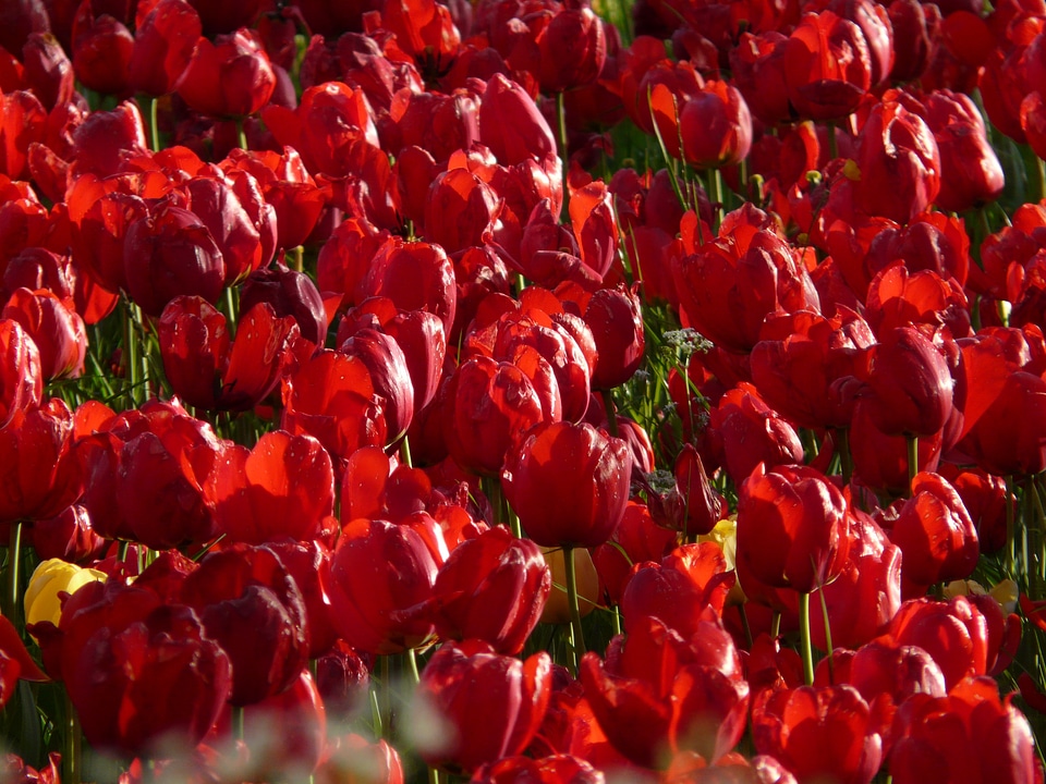 Strong farbenpracht gorgeous