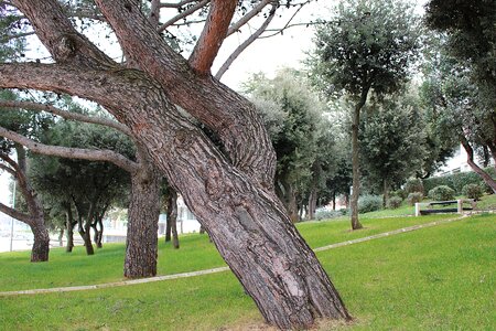 Park mediterranean recovery