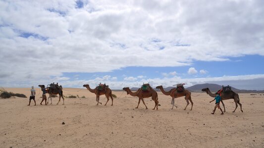 Desert dromedary fuerteventura