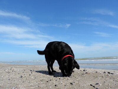 Labrador sea beach