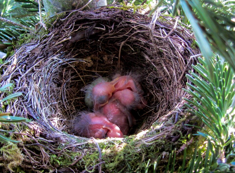 Nest bird young egg