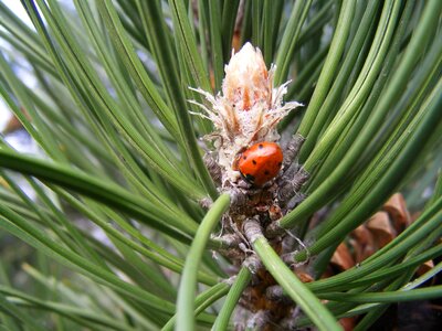 Nature forest pine wood photo