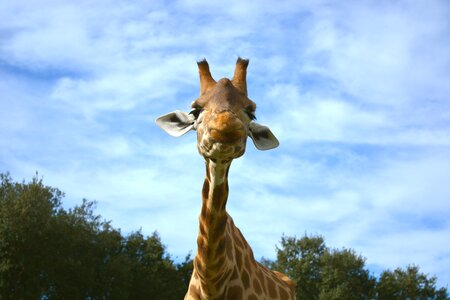 Animals zoo wild