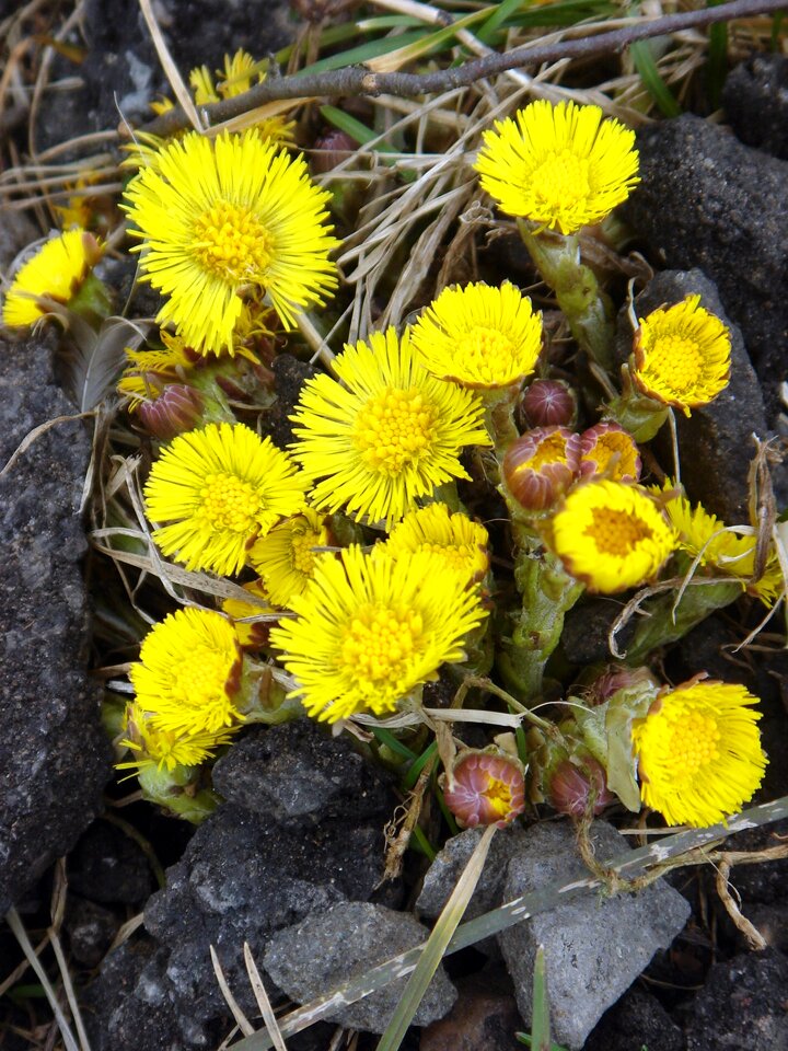 Yellow health herb
