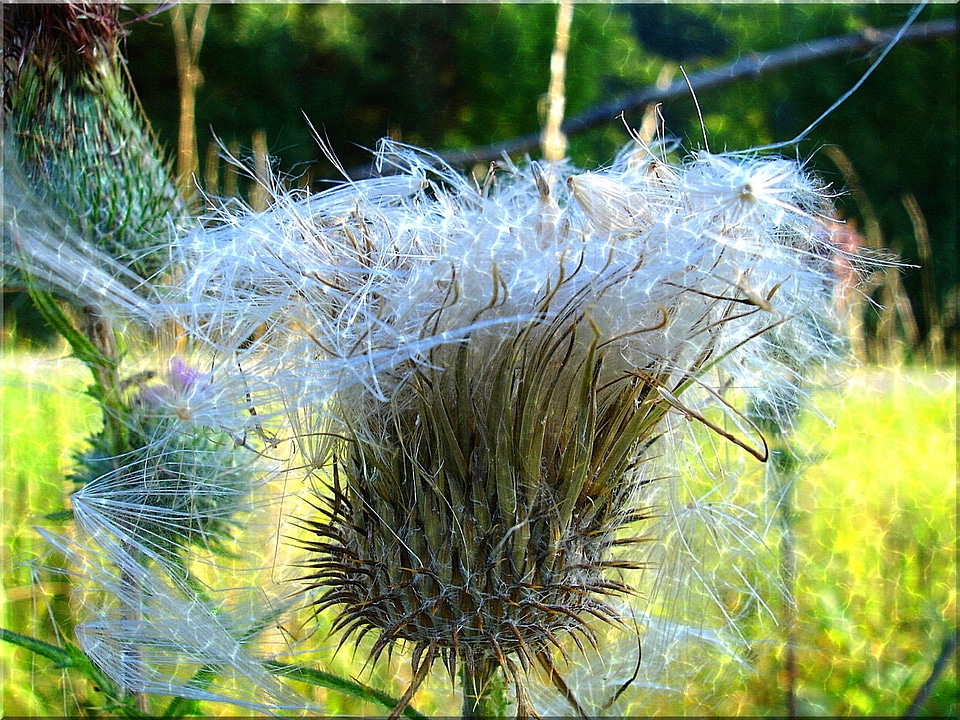 Summer nature meadow