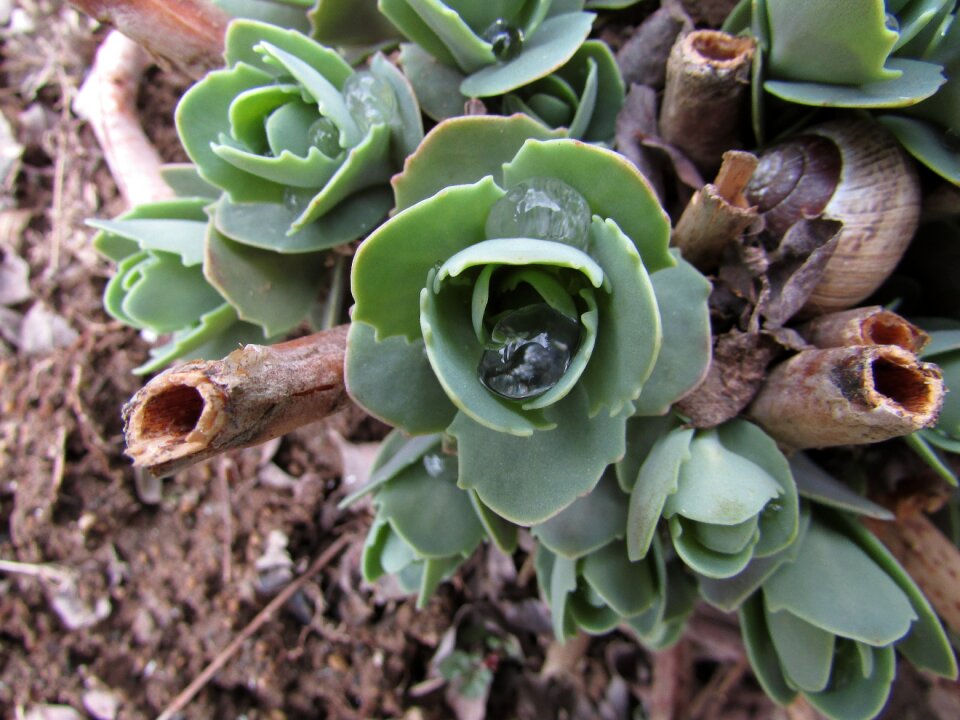 Close up nature dewdrop