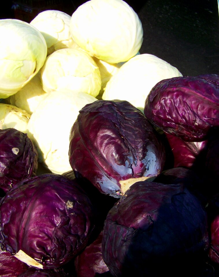 Purple cabbage white cabbage vegetables