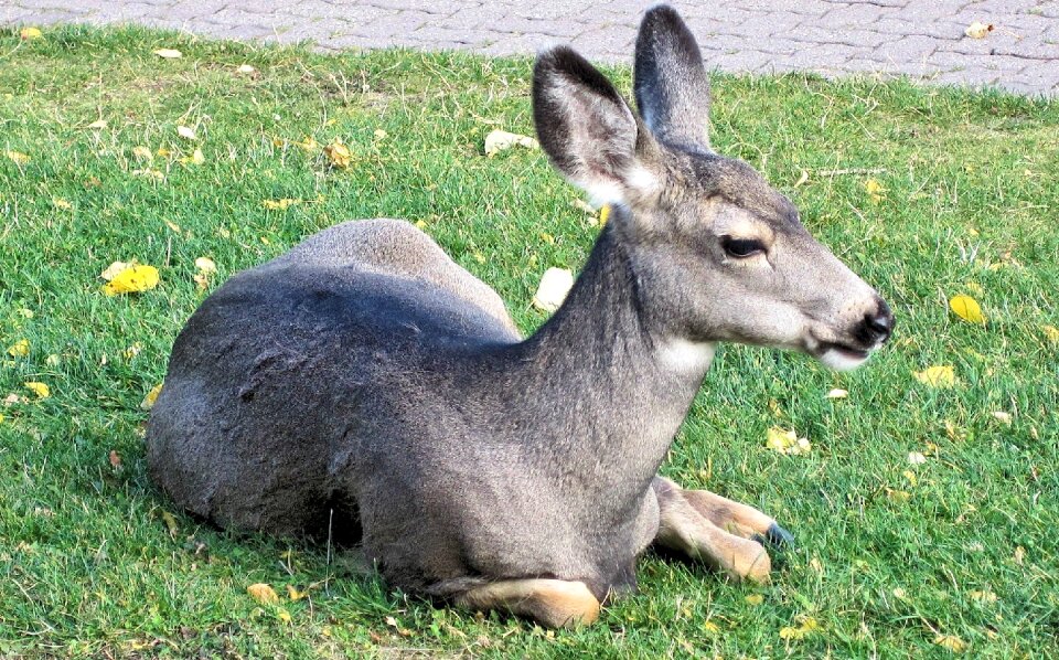 Canada mountain deer