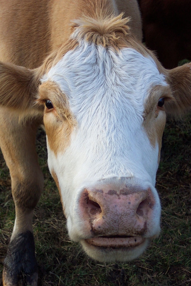 Nose farm country
