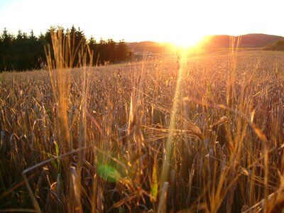 Sun summer landscape