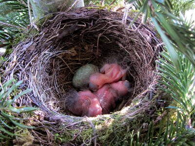 Nest bird young egg photo