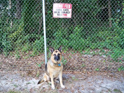 Canine protect fence photo