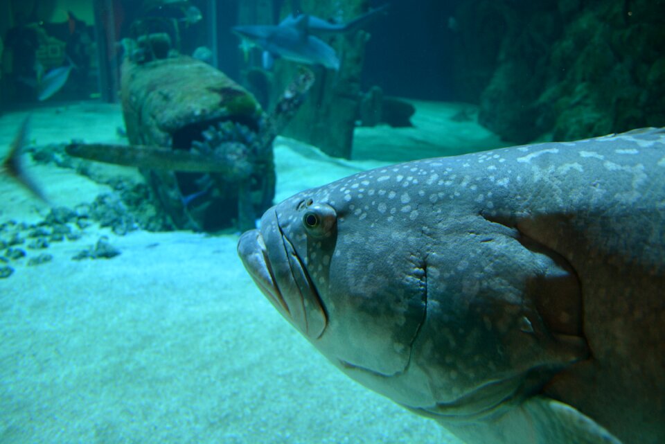 Fish nature water