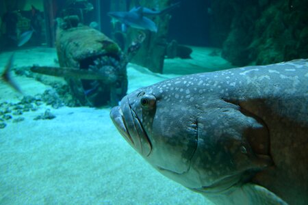 Fish nature water