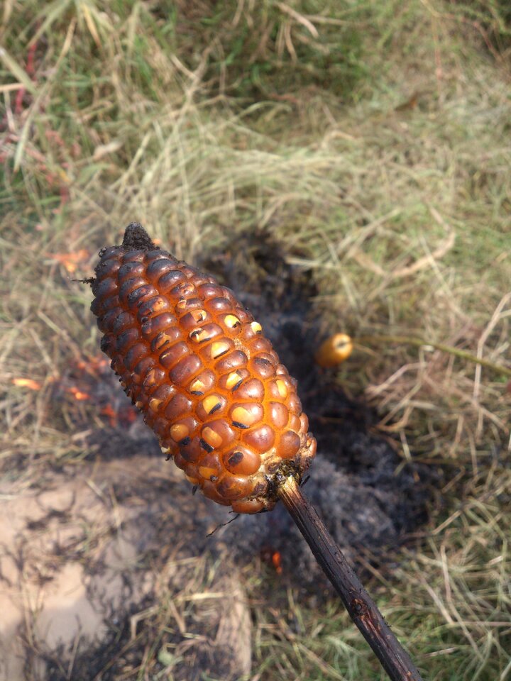 Corn roast the wild