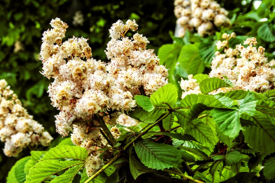 Spring chestnut tree