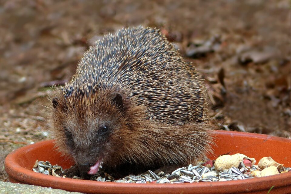 Hedgehog food bowl garden