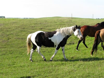 Ranch pasture photo
