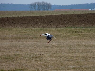 Large landing animal