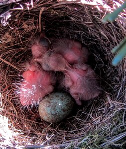 Nest bird young egg