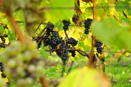 Vine blue blue grapes