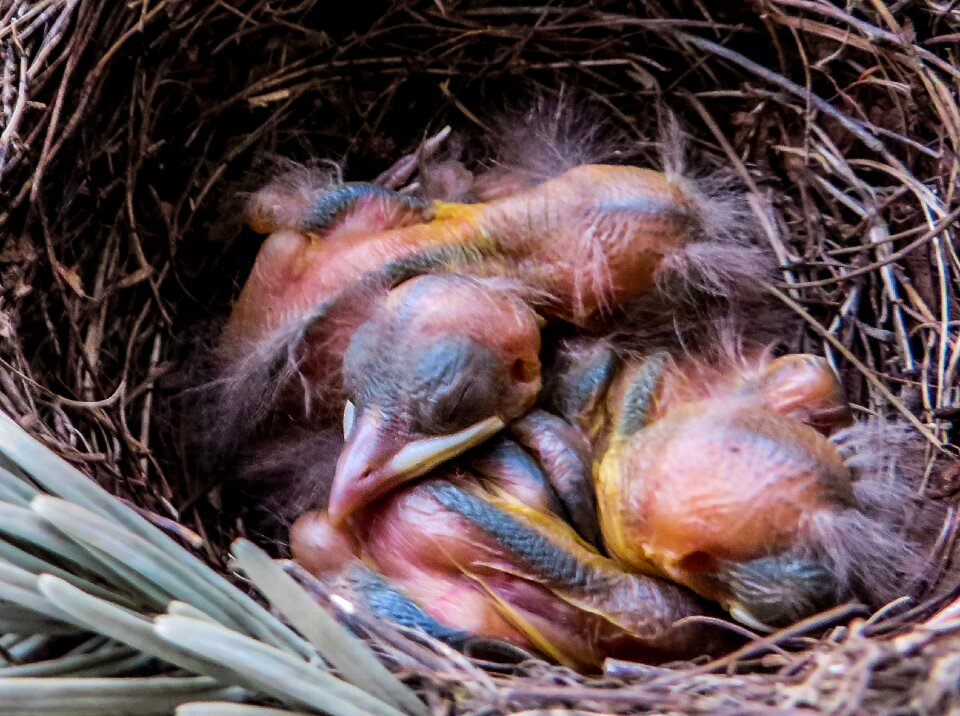 Nest bird young egg