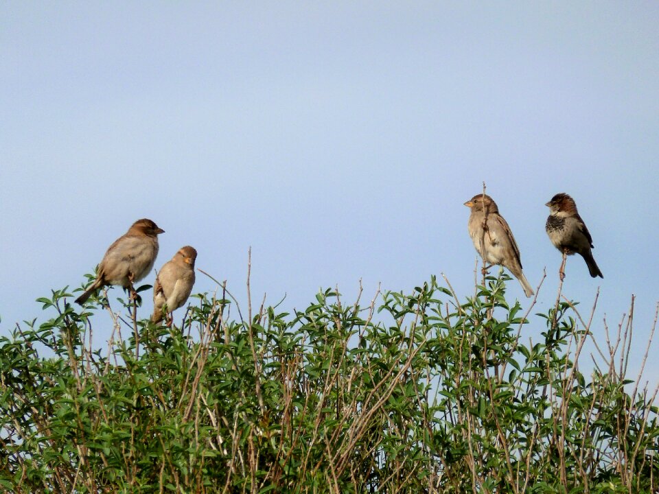 Bush nature songbirds