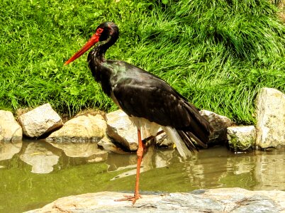Stork black stork bill