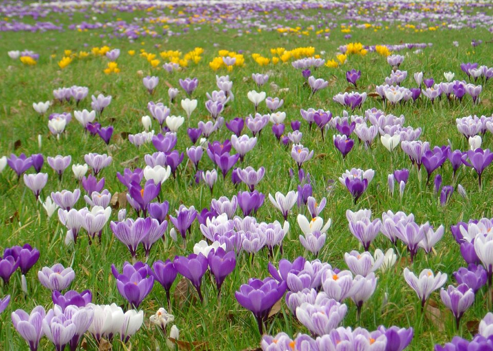Crocus flower meadow spring meadow