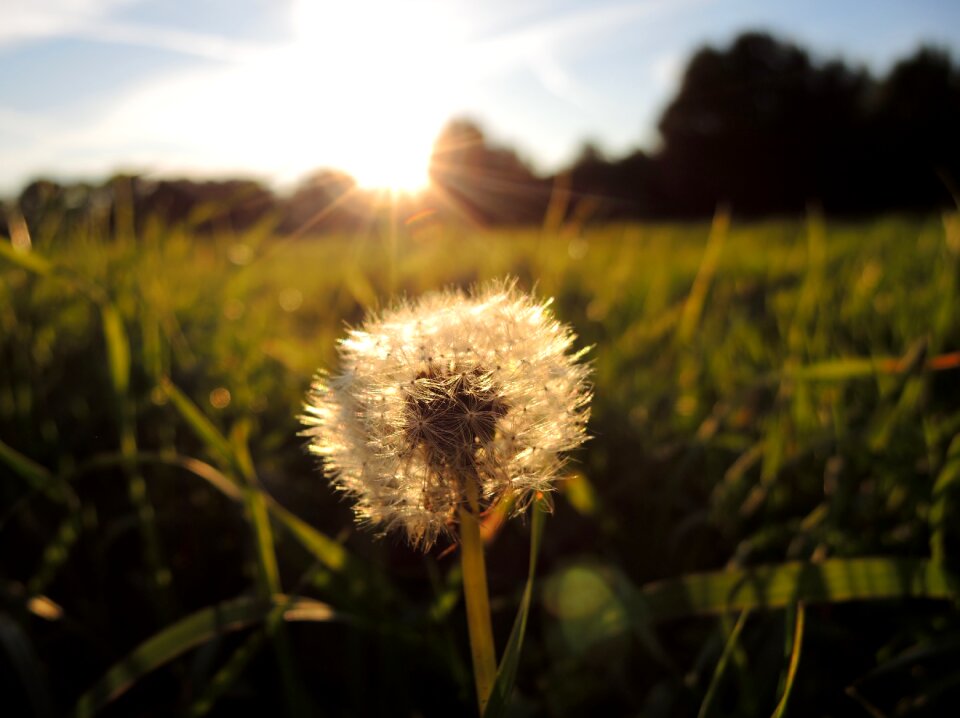 Dandelion sunlight grass
