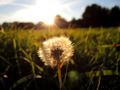 Dandelion sunlight grass