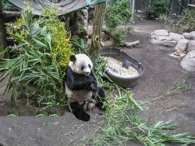 China bamboo animal photo