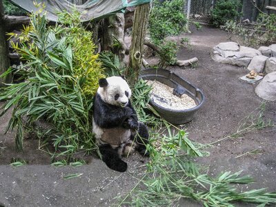 China bamboo animal