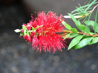Flower red