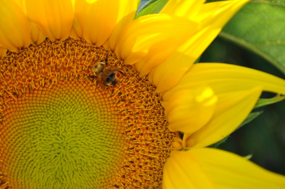 Nature yellow summer