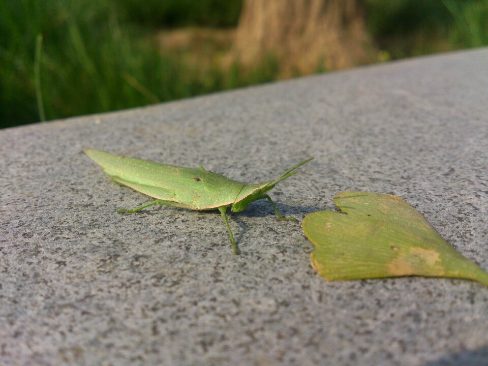 Grasshopper green leaf static