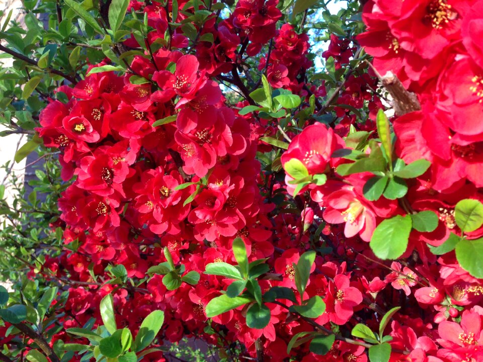 Blossom spring blooming