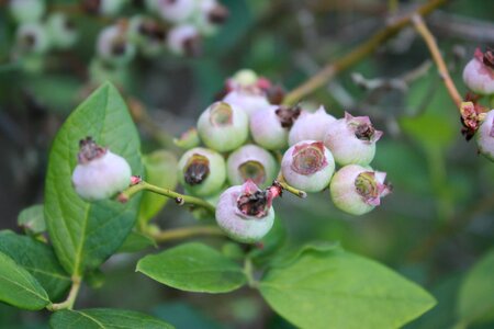 Unripe before season