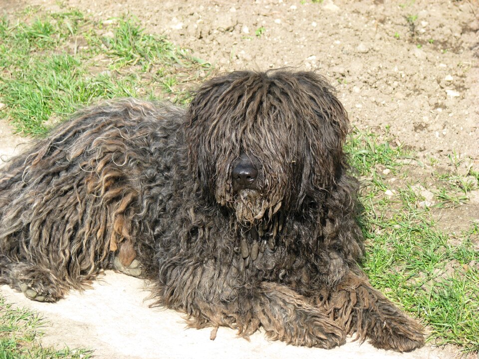 Dog puli animal