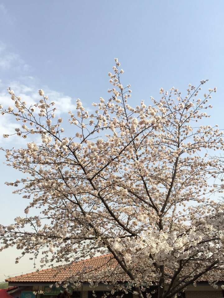 Spring pink cherry blossom