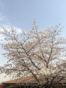 Spring pink cherry blossom