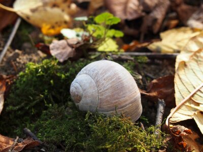 Seashell undergrowth snail