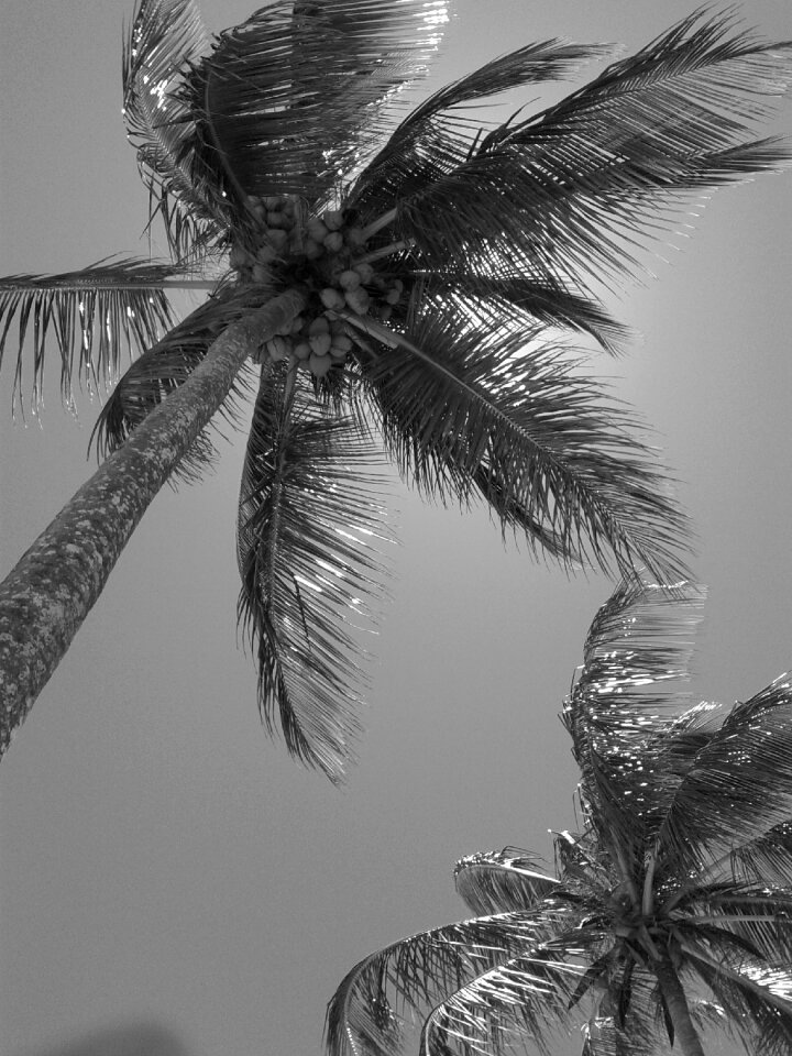 Beach brazil sol