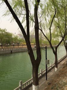 Willow green river banks