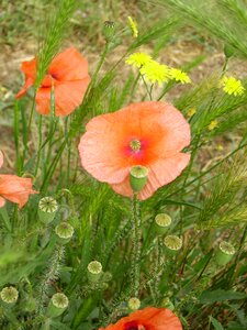 Poppy poppy spring flower